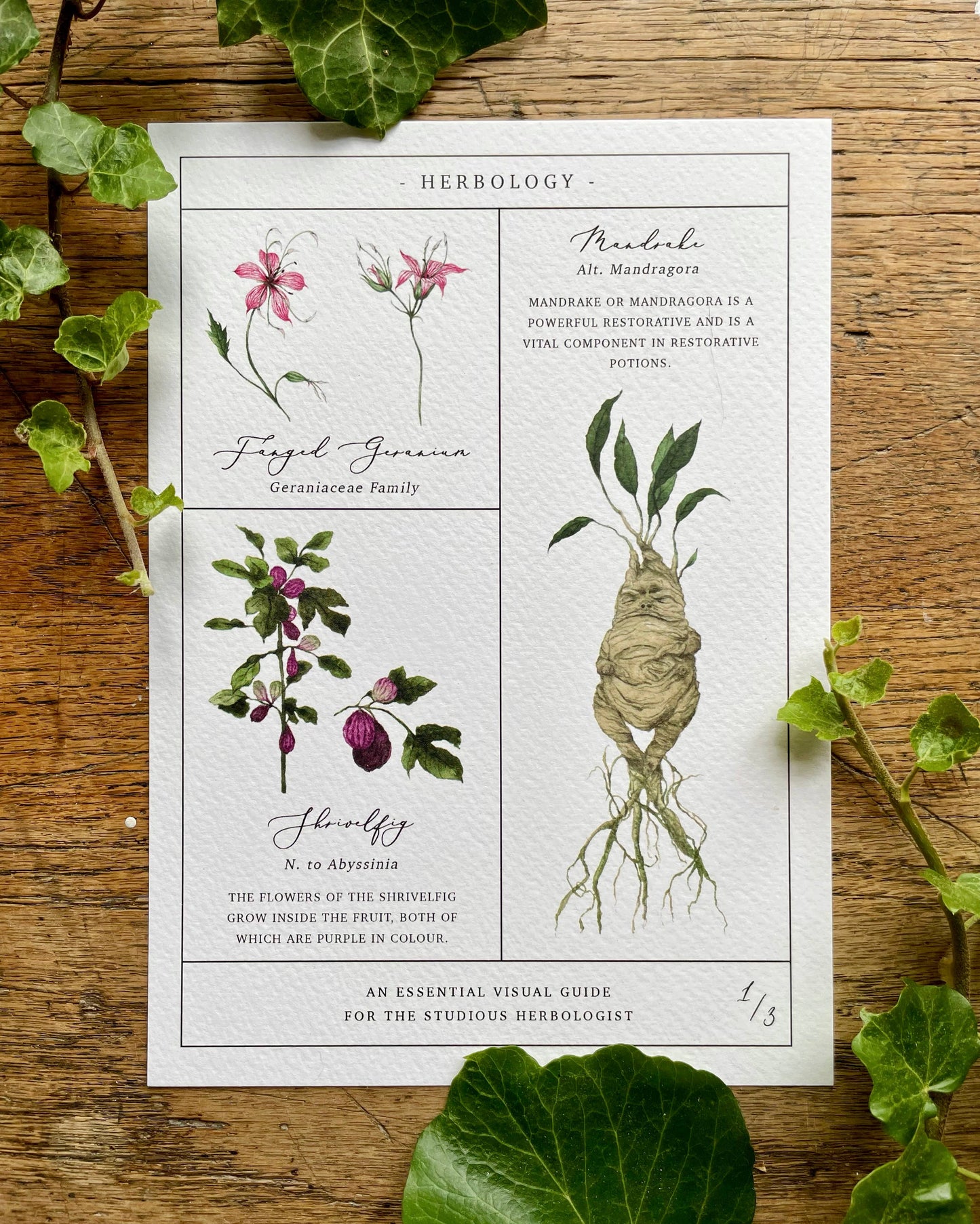 Herbology Chart Magical Botanical Art Prints